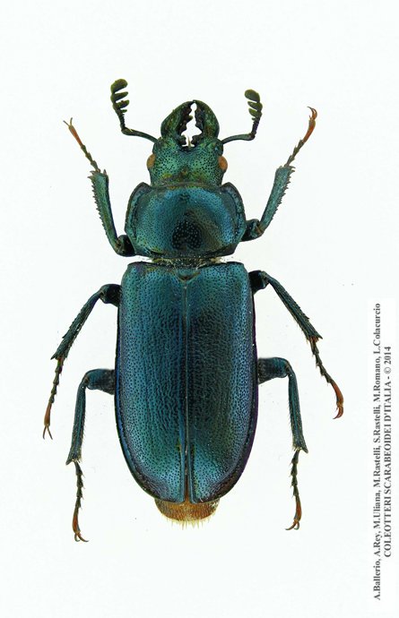 Platycerus caprea, maschio